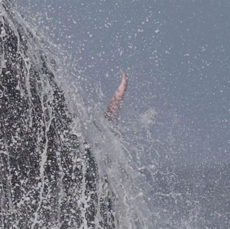 Penis de baleine a bosse