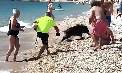 Des Sangliers Cr Ent La Panique Sur Une Plage En Espagne Koideneuf